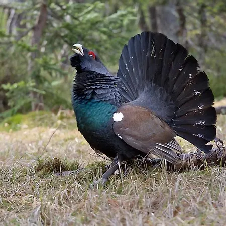 The Old Palace Tower / La Torre Del Palacion * Cudillero